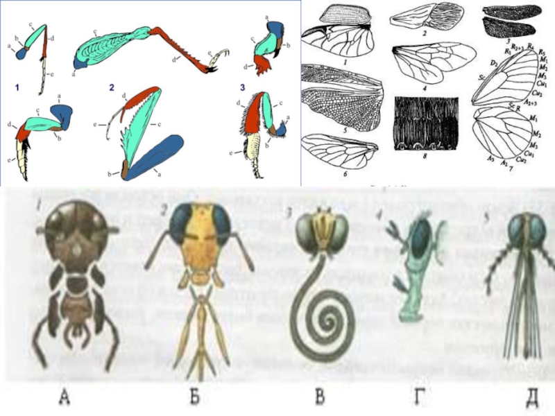 Типы аппаратов насекомых. Ротовые аппараты насекомых 7 класс биология. Ротовые конечности насекомых. Ротовые аппараты и конечности насекомых. Фильтрующий аппарат насекомых.