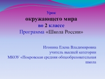 Дикие и домашние животные