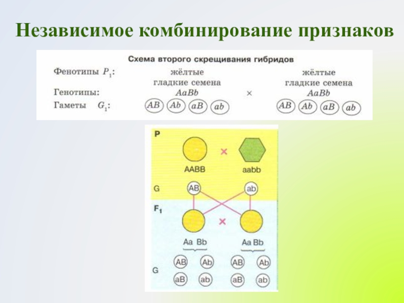 Закономерности наследования дигибридное скрещивание презентация