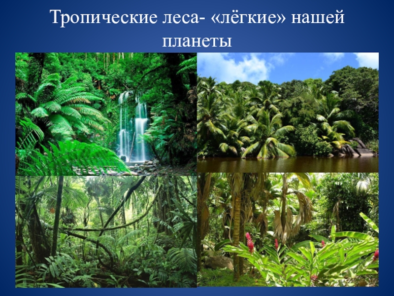 Международный день тропиков. Тропические леса легкие планеты. Всемирный день тропического леса. Влажные тропические леса растения. Тропические леса источник кислорода.