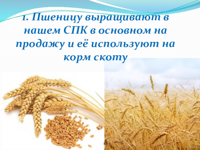 1. Пшеницу выращивают в нашем СПК в основном на продажу и её используют на корм скоту1718