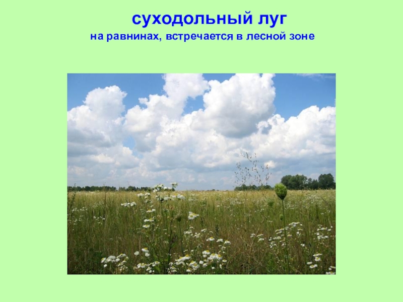 Характеристика лугов. Заливные и суходольные Луга. Пойменные и суходольные Луга растения. Типы Луга. Экосистема суходольного Луга.