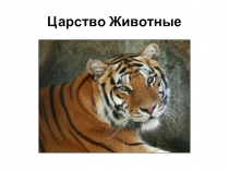 Презентация по биологии на тему :Грибы