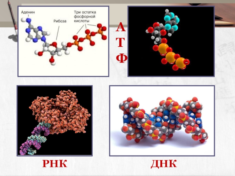 Атф днк. ДНК РНК АТФ. Строение ДНК РНК АТФ. Сравнение ДНК РНК АТФ таблица. Структуры ДНК РНК АТФ.
