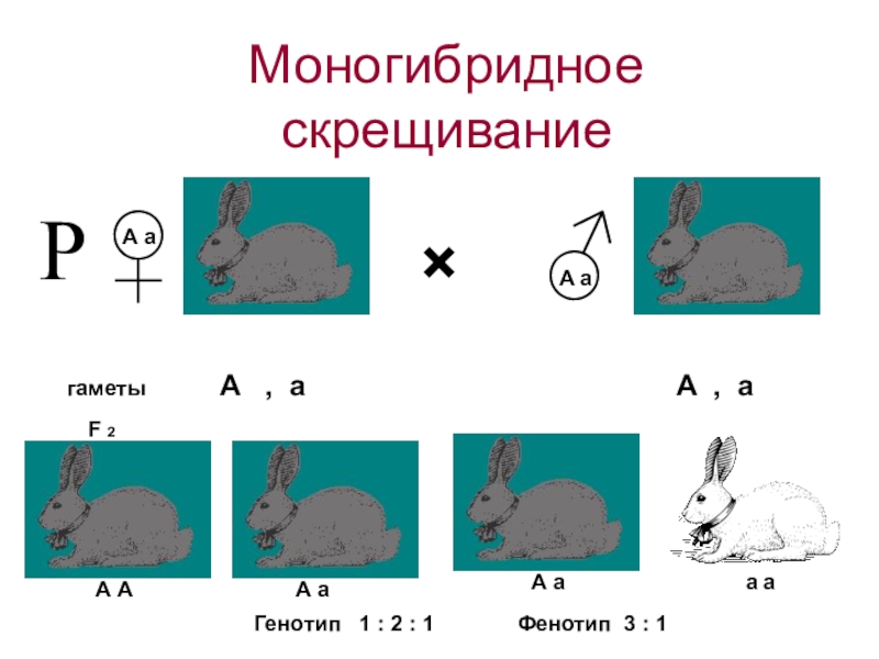 Моногибридное скрещивание презентация