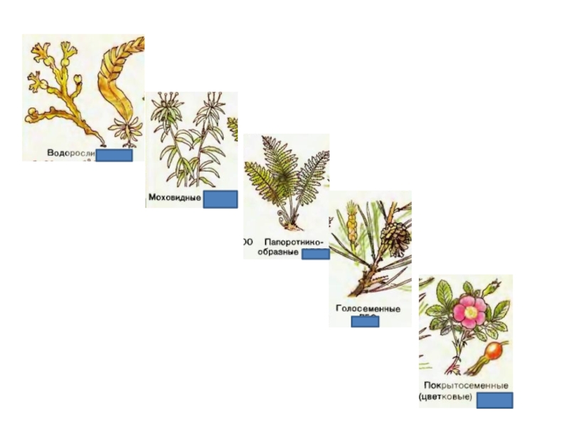 Жизненные формы отдела голосеменных. Голосеменные и Покрытосеменные растения. Водоросли это голосемянные. Покрытосеменные водоросли. Отдел Голосеменные классификация.