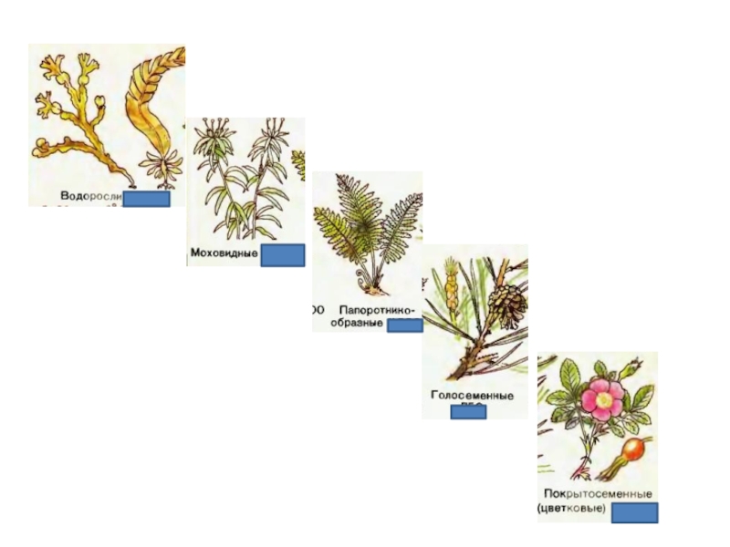 Мхи голосеменные. Голосеменные водоросли. Водоросли это голосемянные. Водоросли это покрытосеменное растение или голосеменное. Водоросли Голосеменные или Покрытосеменные.