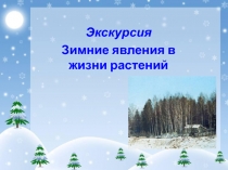 Презентация по биологии на тему Зимние явления в жизни растений