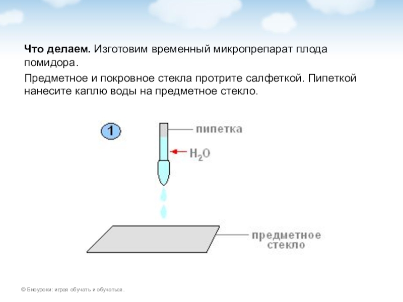 Почему важно накрыть препарат покровным стеклом именно так как показано на рисунке