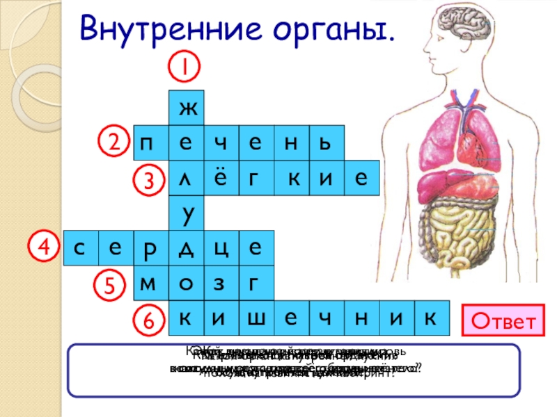 Организм человека окружающий мир 3 класс тесты. Кроссворд внутренние органы. Кроссворд внутренние органы человека. Кроссворды внутренних органов человека для детей. Кроссворд по теме внутренние органы человека.