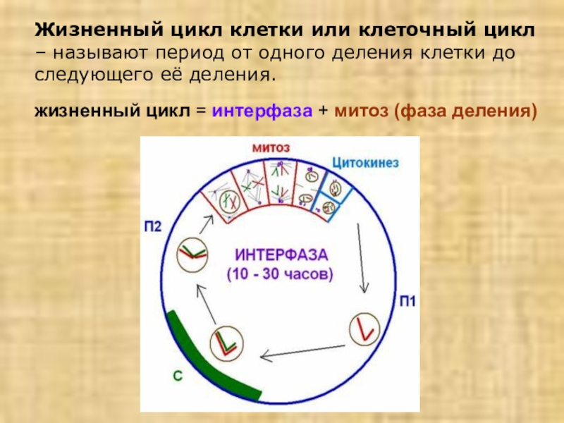 Реферат: Клеточный цикл эукариот