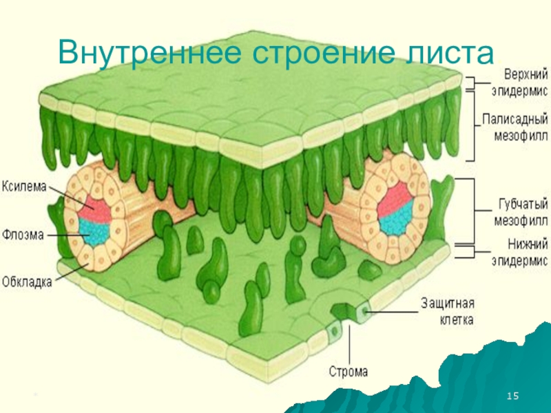 Схема внутреннего строения листа