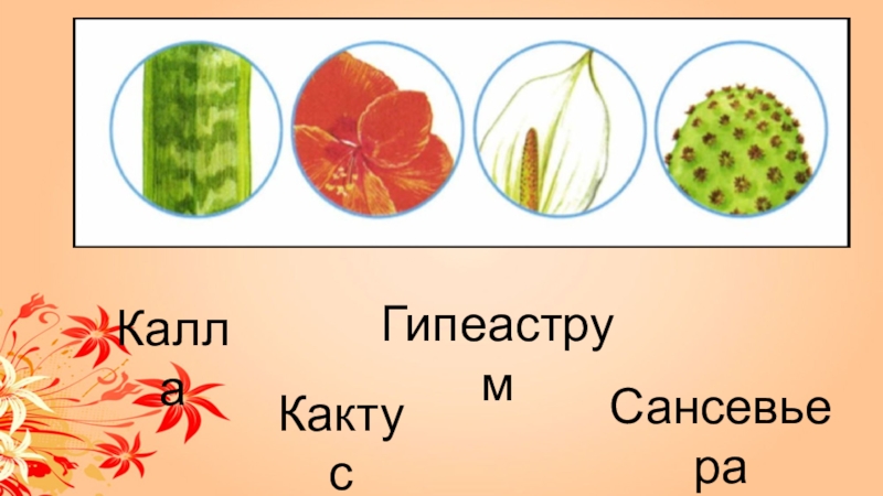 Гиппеаструм сансевьера кактус калла. Сансевьера Калла Клевер что лишнее.