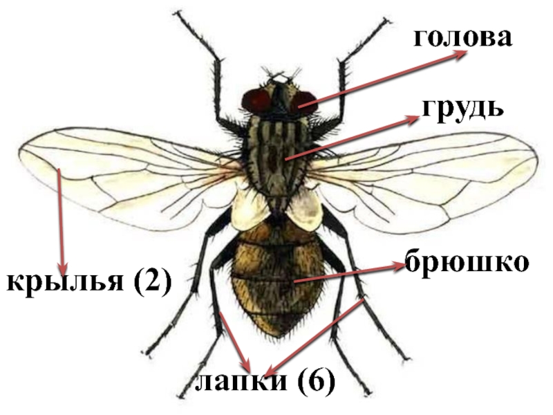 Крылья мухи схема. Внешнее строение мухи. Муха (насекомое) строение. Внешнее и внутреннее строение мухи. Внешнее строение двукрылых насекомых Муха.