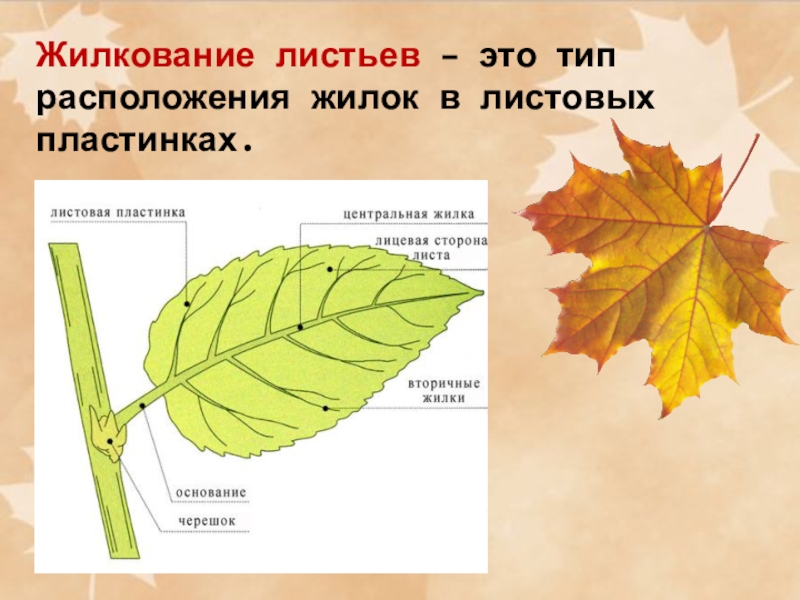 Жилкование листа биология 6 класс