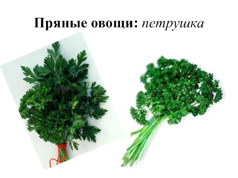 Петрушка это овощная культура