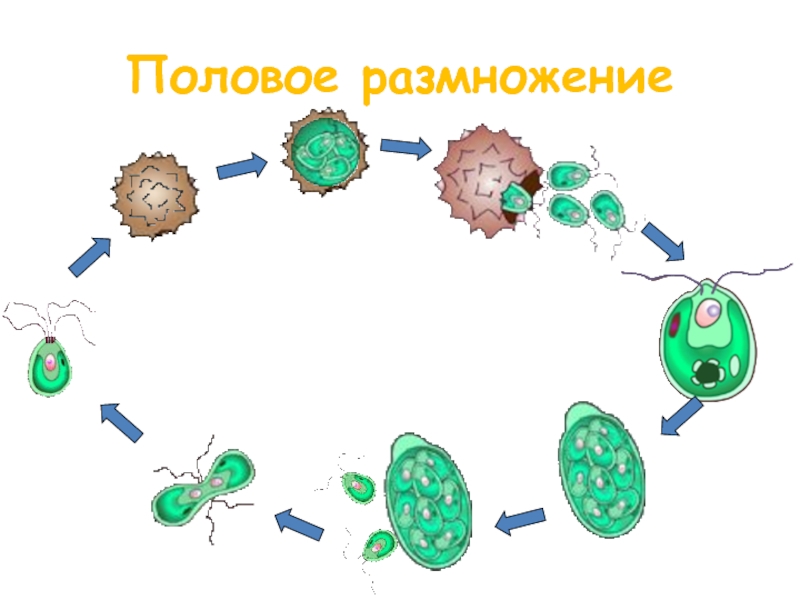 Презентация на тему половое размножение 9 класс