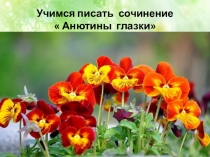 Презентация по русскому языку обучающее сочинение на тему  Анютины глазки 3 класс