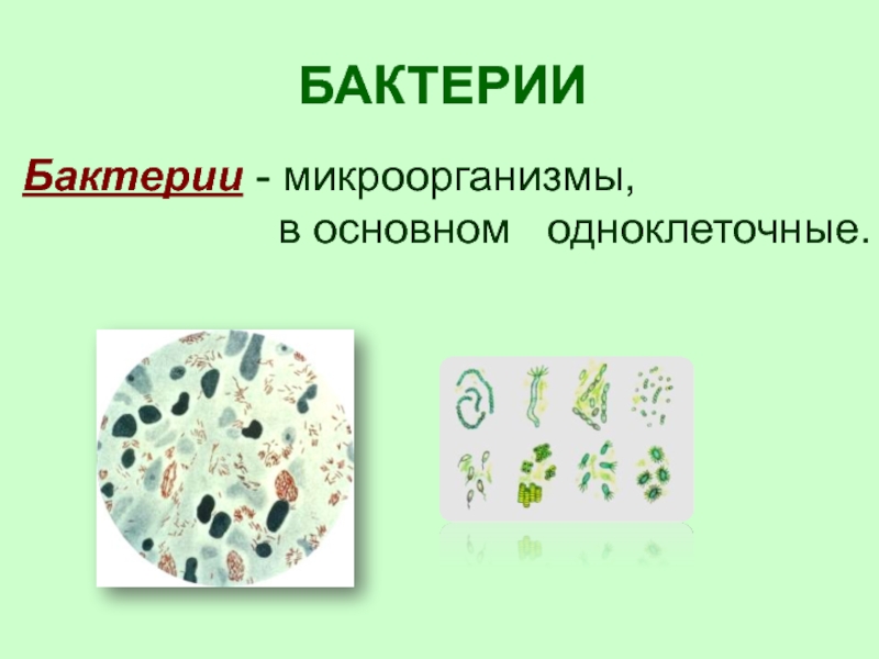 БАКТЕРИИБактерии - микроорганизмы,           в основном  одноклеточные.