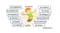 Презентация по немецкому языку к четвертому разделу Части тела