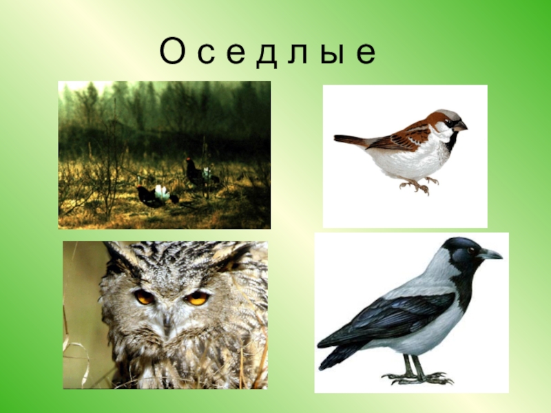 Птицы 3 класс. Птицы 3 класс окружающий мир. Позвоночные птицы примеры. Птицы презентация 3 класс окружающий мир.