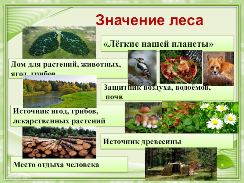 Роль леса в жизни природы. Значение леса для человека. Роль лесов в жизни человека. Значение леса в природе и жизни человека. Значение лесов в жизни человека.