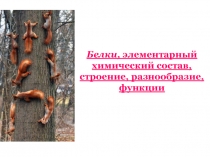 Белки: строение и функции