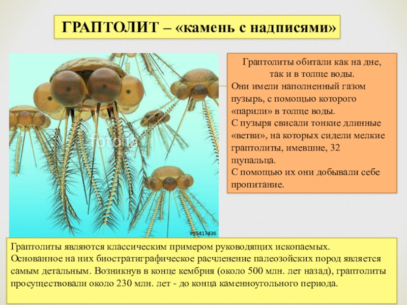 Граптолиты силур. Граптолиты. Ордовикский период граптолиты. Граптолиты ордовик. Граптолиты.