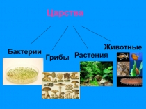 Презентация по биологии 5 класс на тему: Лишайники