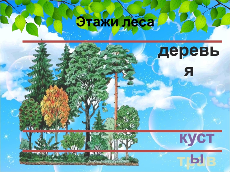 Этажи деревьев. Этажи леса. Ярусы леса для дошкольников. Этажи леса для дошкольников. Лесные этажи для дошкольников.