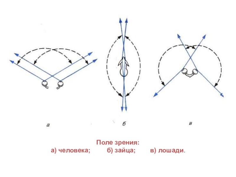 Сколько полей зрения. Поле зрения человека. Бинокулярное поле зрения человека. Угол бинокулярного зрения человека. Зрительное поле человека.