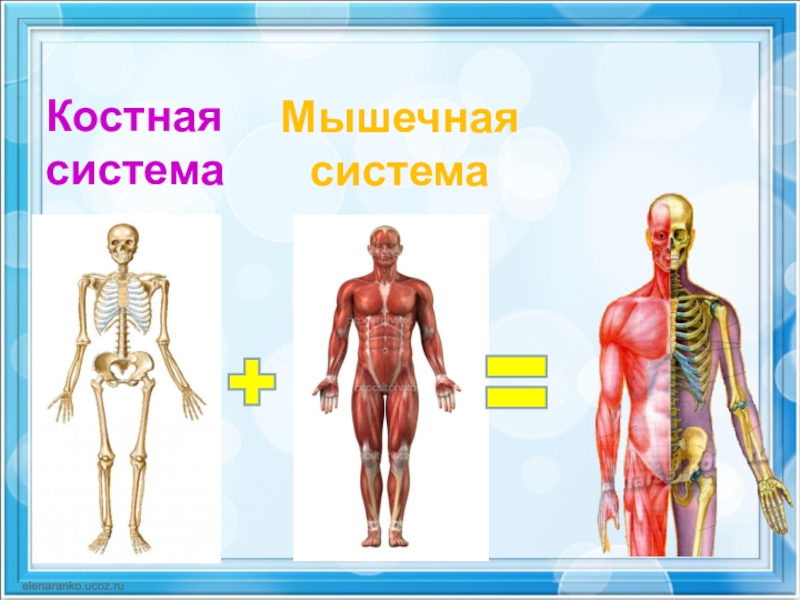 Двигательная система человека 4 класс. Косвенно мышечная система. Костно-мышечная система человека. Опорно-двигательная система человека. Строение костно мышечной системы человека.