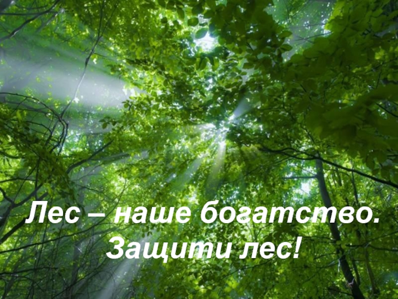 Free Powerpoint TemplatesЛес – наше богатство.Защити лес!