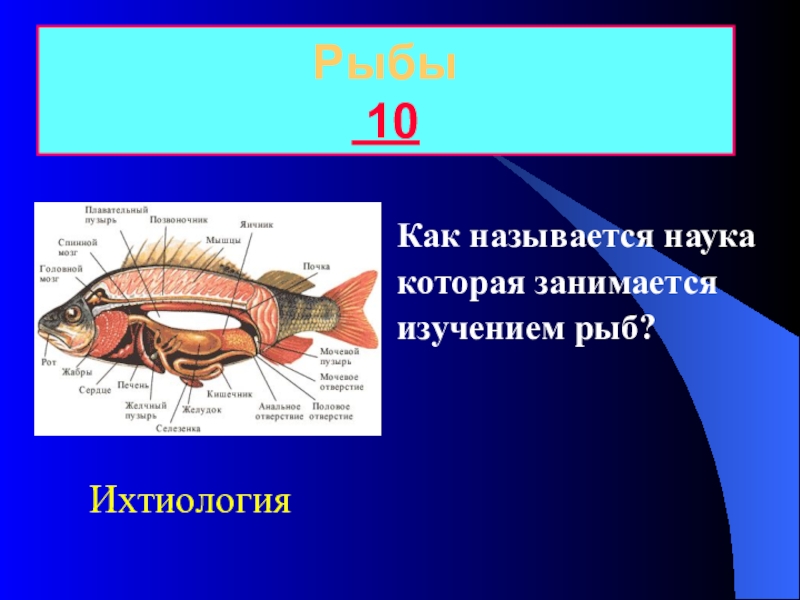 Какая биология изучает рыб. Рыбы (биология). Ихтиология презентация. Изучение рыб как называется. Рыбы (биология) рыбы.