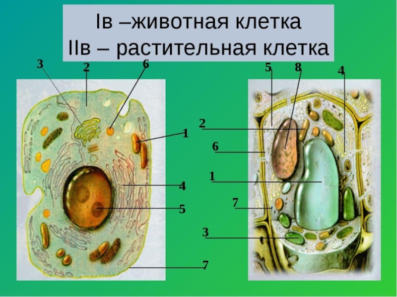 Строение растительной и животной клетки рисунок