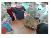 Фотоотчет к проекту Огород на подоконнике