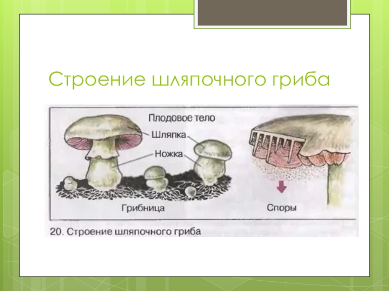 Шляпочные грибы в период размножения формируют. Схема строения шляпочного гриба. Строение шляпочных грибов рисунок. Грибы строение шляпочных грибов. Строение шляпочного гриба.