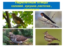 Презентация по окружающему миру Птицы