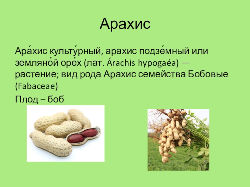 Арахис орех или боб. Орех Земляной арахис Тип плода. Арахис плод бобовых. Арахис вид плода. Арахис это бобовые.