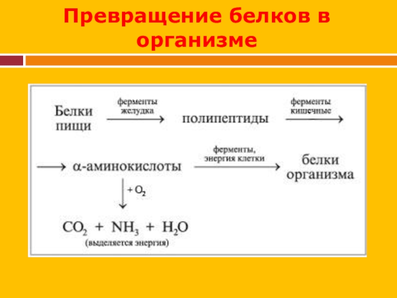 Превращение организма. Превращение белков пищи в организме. Преврощение Белуов в организм. Превращение белков в организме схема. Превращение ьбеслов в организме.