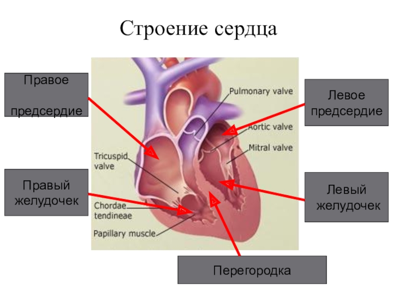 В левое предсердие открываются. Строение правого предсердия. Правое предсердие анатомия. Правое предсердие сердца. Левое предсердие анатомия.