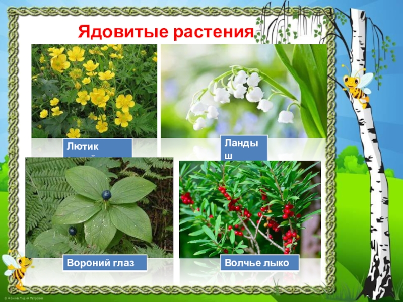 Видеоурок природа и наша безопасность 3 класс. Ядовитые растения. Ядовитые растения России. Ядовитые растения 3 класс. Ядовитые кустарники.