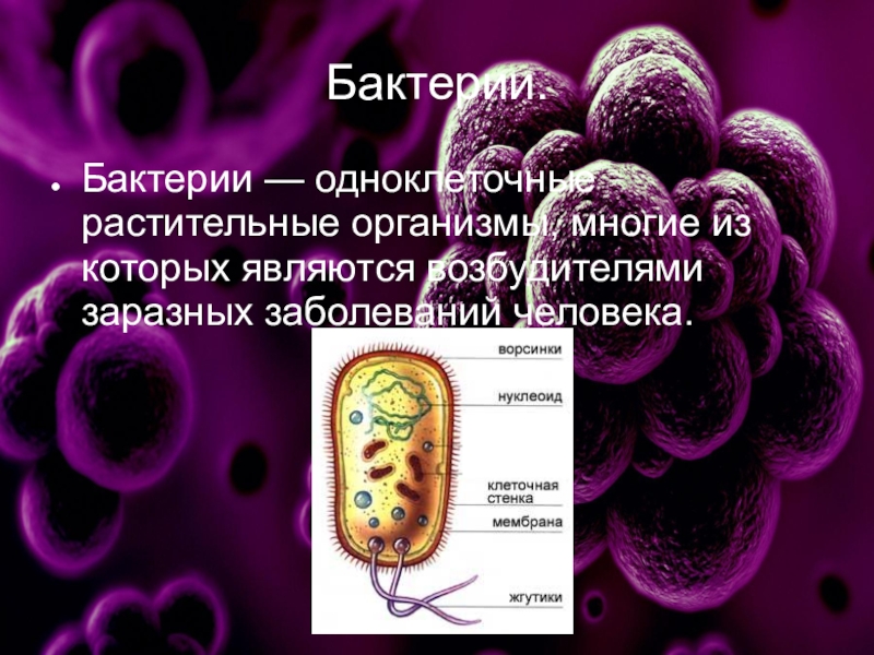 Бактерии 2 класс окружающий мир презентация