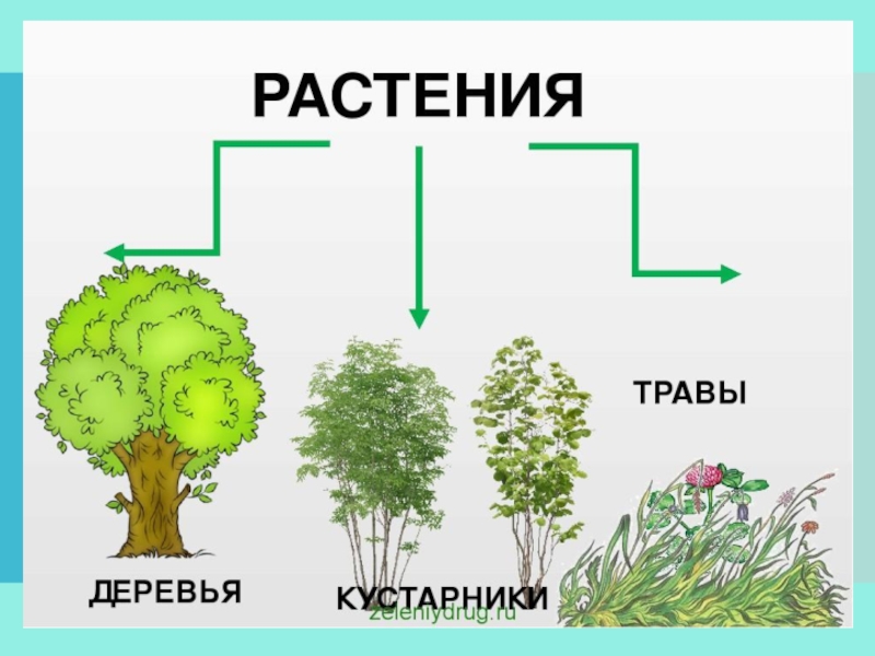 Сделай три рисунка дерево кустарник травянистое растение подпиши