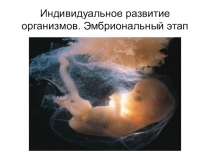 Презентация по биологии Индивидуальное развитие организмов. Эмбриональный этап