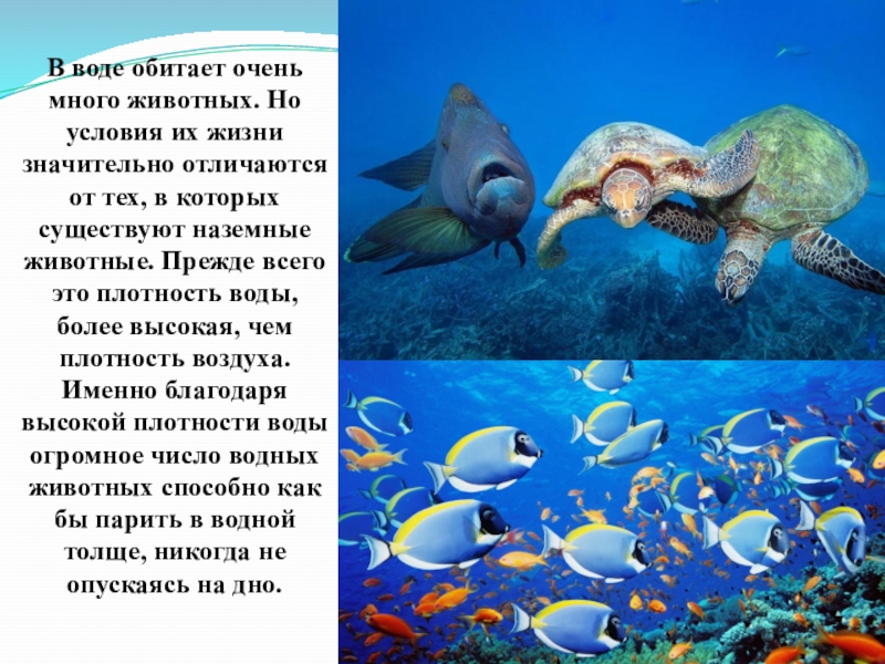 В какой воде обитают. Проблемы всех животных обитающих в воде. Плотность водных животных. Высокая плотность водных животных. Животные воды водоём как многоэтажное жилище.