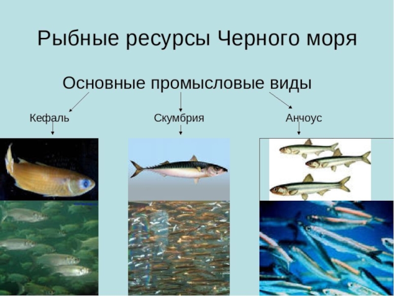 Рыбные моря россии