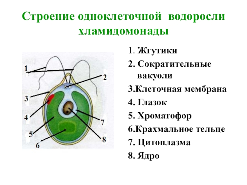 Хроматофор на рисунке обозначен цифрой