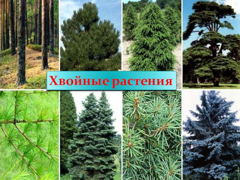 Укажи хвойные растения. Хвойные деревья названия для детей. Формы хвойных деревьев. Хвойные деревья которые растут в России. Хвойные деревья общий вид.