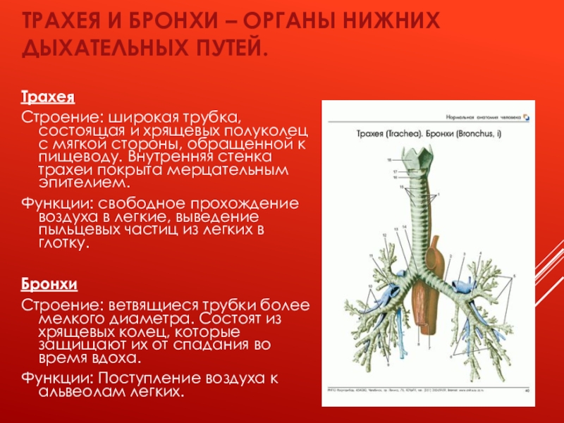 Строение трахеи. Трахея и бронхи функции. Строение и функции трахеи и бронхов. Трахея и бронхи строение. Трахея, бронхи, положение строение функции.